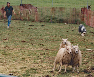Summer moving sheep at her herding instinct test